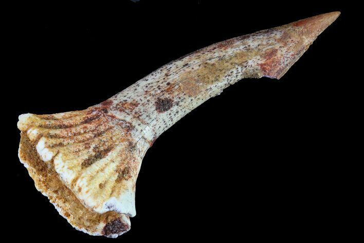 Cretaceous Giant Sawfish (Onchopristis) Rostral Barb #81591